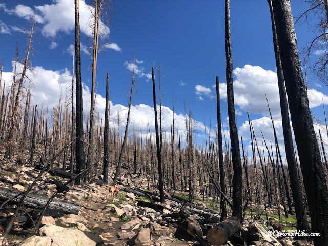 Backpacking to Naturalist Basin, Uintas