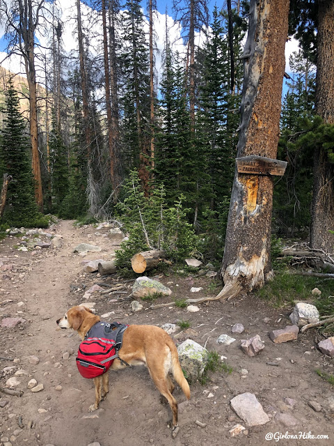 Backpacking to Naturalist Basin, Uintas