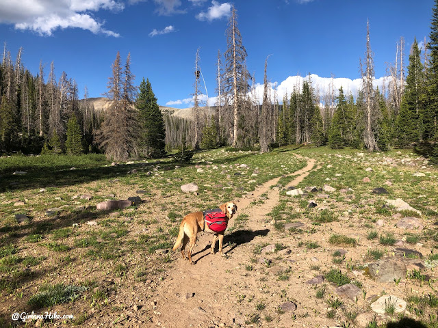 Backpacking to Naturalist Basin, Uintas