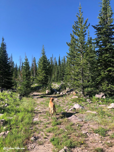 Hiking to Whiskey Island Lake, Uintas