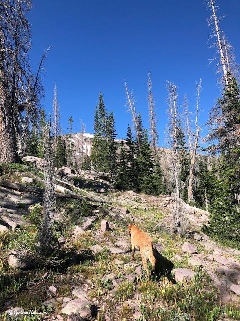 Hiking to Whiskey Island Lake, Uintas