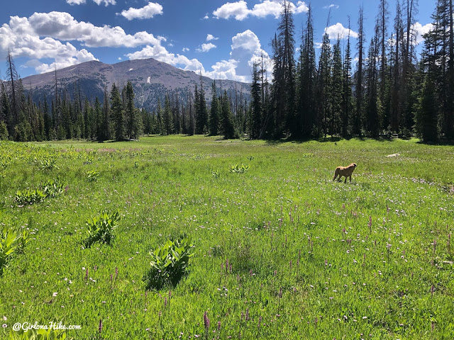 Hiking to Whiskey Island Lake, Uintas