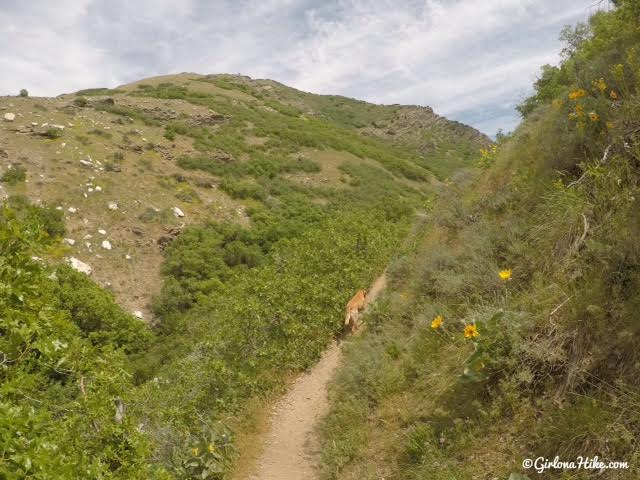 Hiking Deuel Creek in Centerville, Utah, Deuel Creek Waterfall, Hiking in Utah with Dogs, Hiking Centerville Canyon Utah