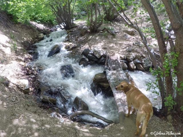 Hiking Deuel Creek in Centerville, Utah, Deuel Creek Waterfall, Hiking in Utah with Dogs, Hiking Centerville Canyon Utah