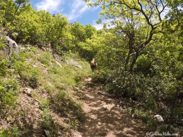 Hiking Deuel Creek in Centerville, Utah, Deuel Creek Waterfall, Hiking in Utah with Dogs, Hiking Centerville Canyon Utah