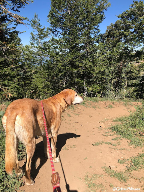 Hike to the Paper Airplane at Powder Mountain