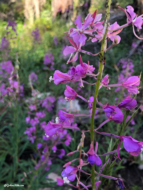 Hiking the Smith & Moorehouse Trail to South Erickson Lake