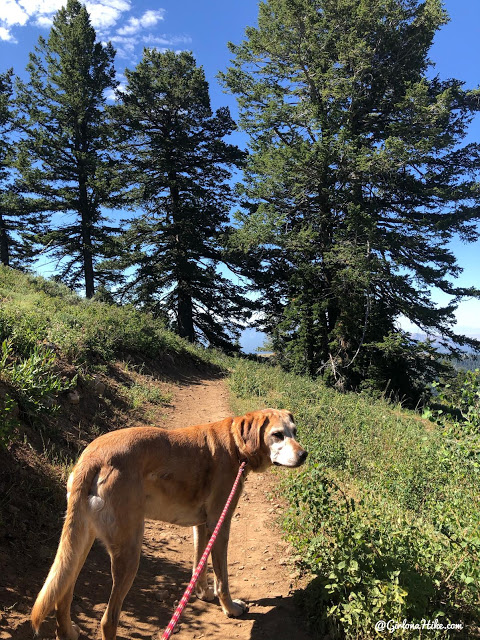 Hike to the Paper Airplane at Powder Mountain