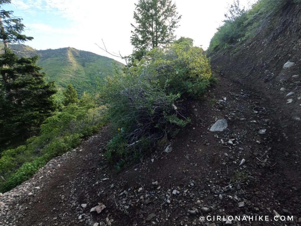 Hiking Lewis Peak, north ogden divide trailhead