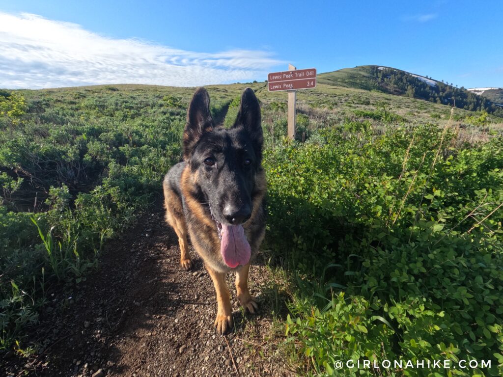 Hiking Lewis Peak, north ogden divide trailhead