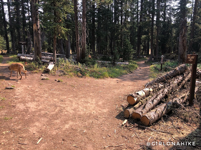 Hiking the Crag Crest Trail, Grand Mesa, Colorado