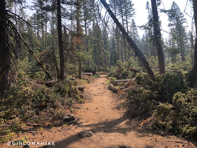 Hiking the Crag Crest Trail, Grand Mesa, Colorado