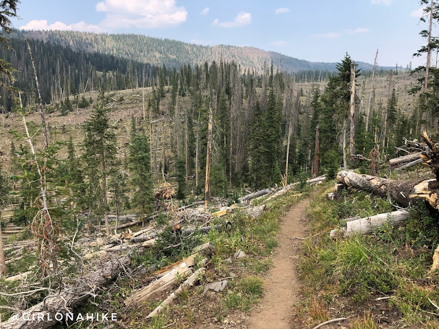 Hiking the Crag Crest Trail, Grand Mesa, Colorado