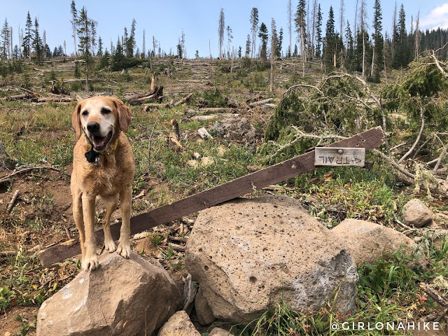 Hiking the Crag Crest Trail, Grand Mesa, Colorado