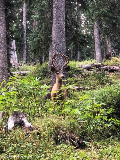 Hiking the Crag Crest Trail, Grand Mesa, Colorado, Cobbett Lake Campground