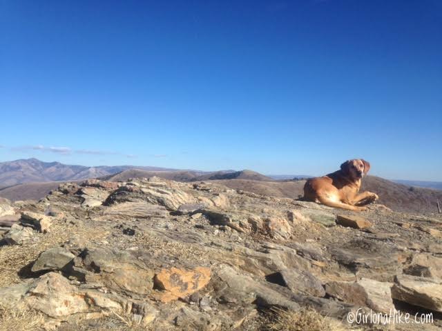Hiking Lewis Peak, Hiking Eyrie Peak, North Ogden, Utah, Peak Bagging in Utah, Hiking in Utah with Dogs