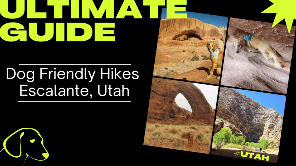 The ULTIMATE Guide - Dog Friendly Hikes in Escalante, UT!