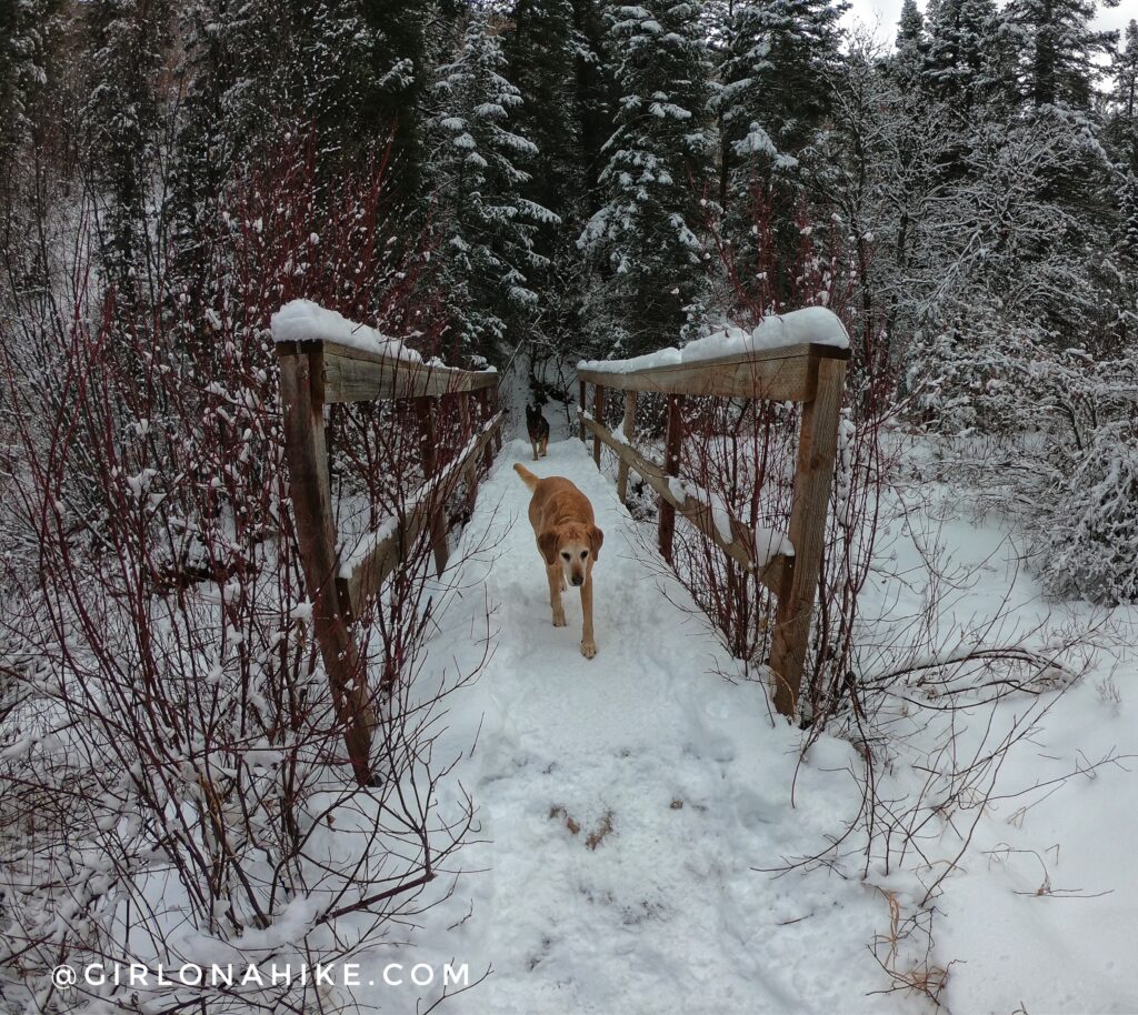 Hiking Icebox Canyon via Wheeler Creek