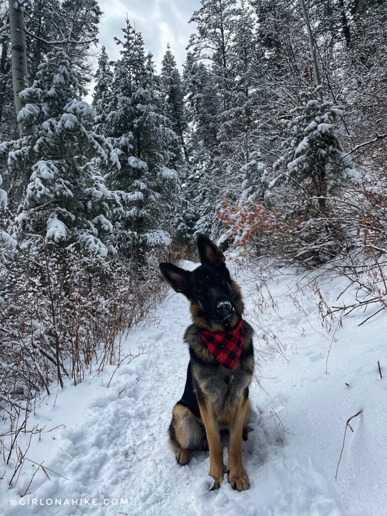 Hiking Icebox Canyon via Wheeler Creek