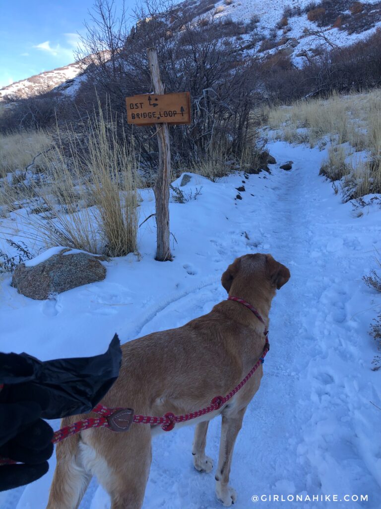 Hike to the Bear Canyon Suspension Bridge, Draper, UT