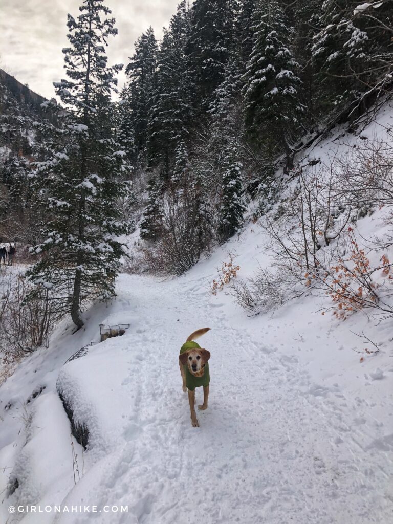 Hiking Icebox Canyon via Wheeler Creek