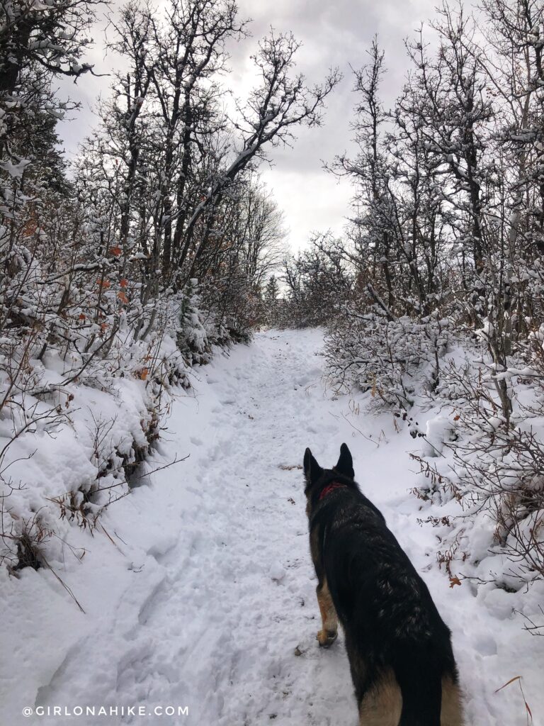 Hiking Icebox Canyon via Wheeler Creek