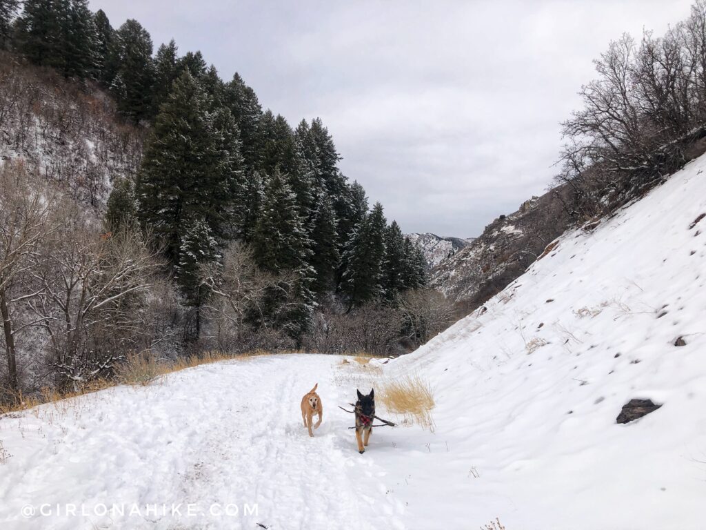 Hiking Icebox Canyon via Wheeler Creek