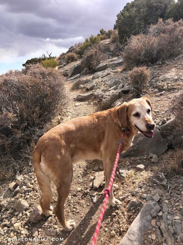 Hiking to Turtlehead Peak, Red Rock Canyon National Conservation Area