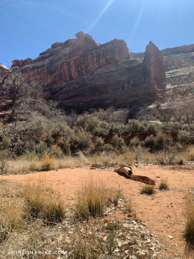 Backpacking Kane Gulch to Bullet Canyon, Cedar Mesa