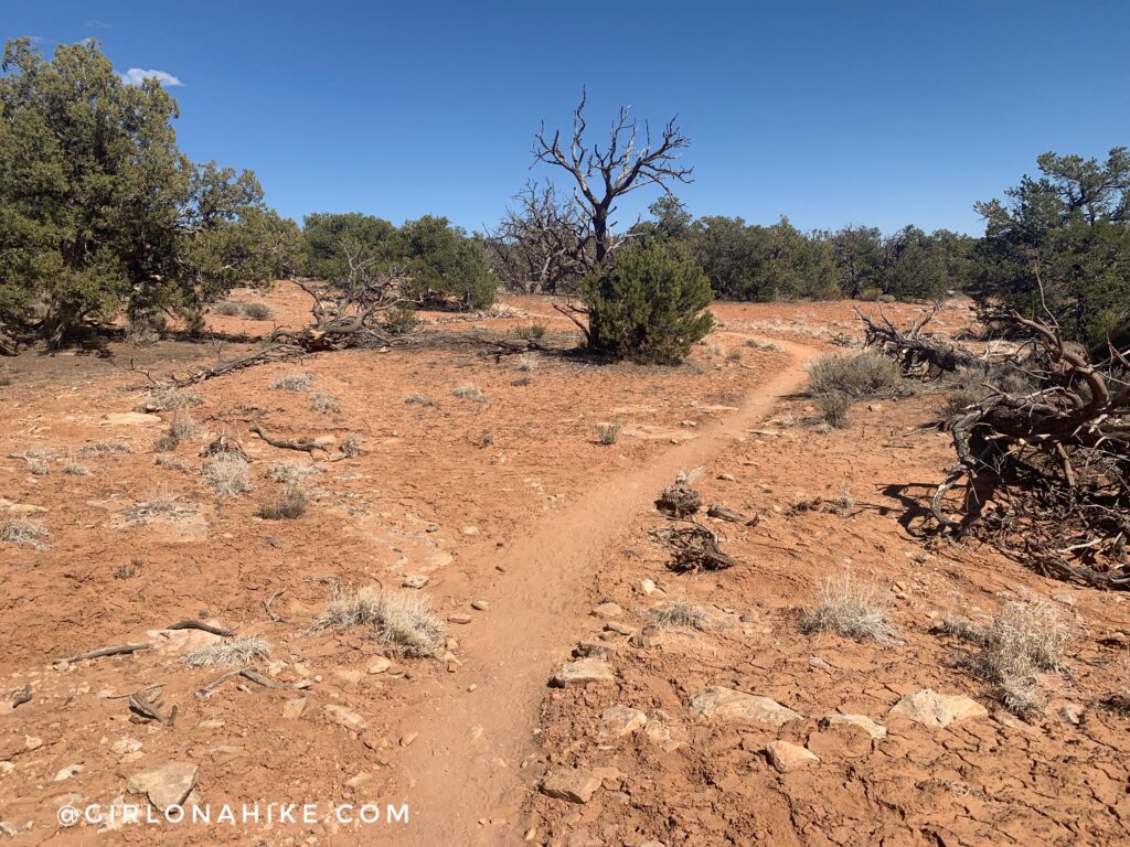 Backpacking Kane Gulch to Bullet Canyon, Cedar Mesa