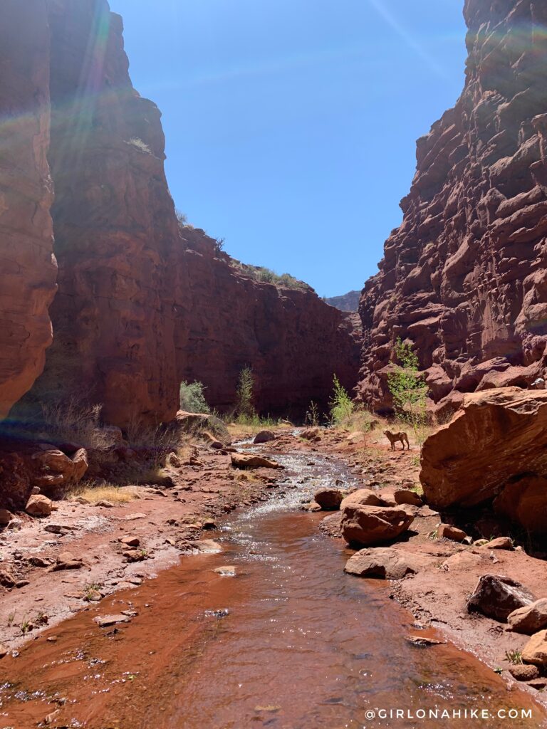 Hiking Mary Jane Slot Canyon, Moab