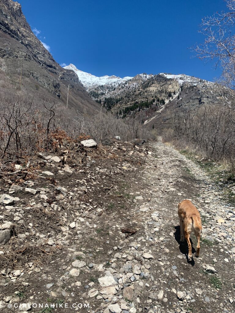 Hiking to Lost Creek Falls, Provo Canyon