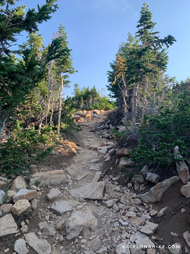 Hiking to Bald Mountain, Uintas