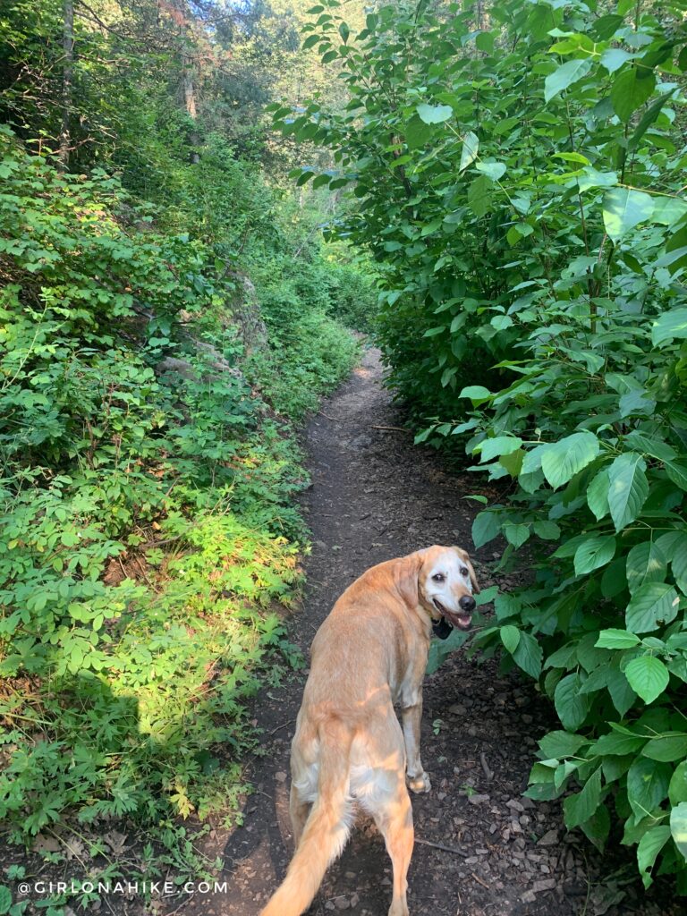 Hiking the Bowman Fork Trail