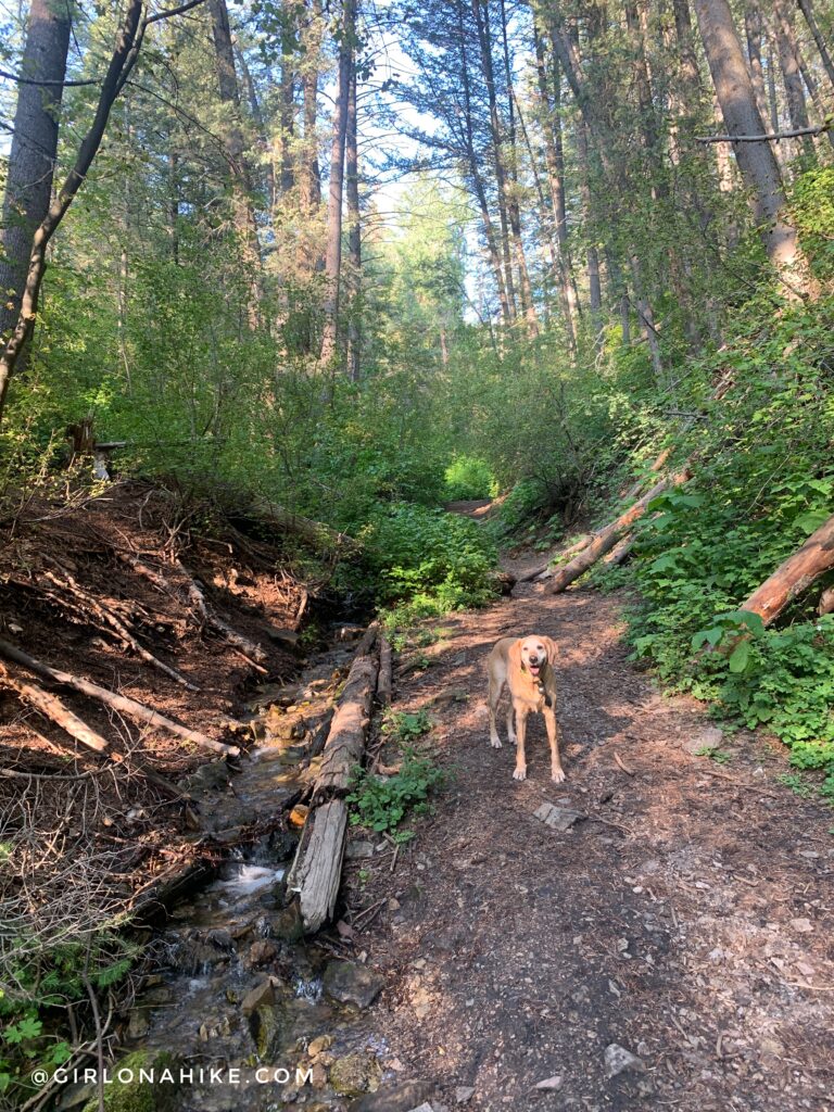 Hiking the Bowman Fork Trail