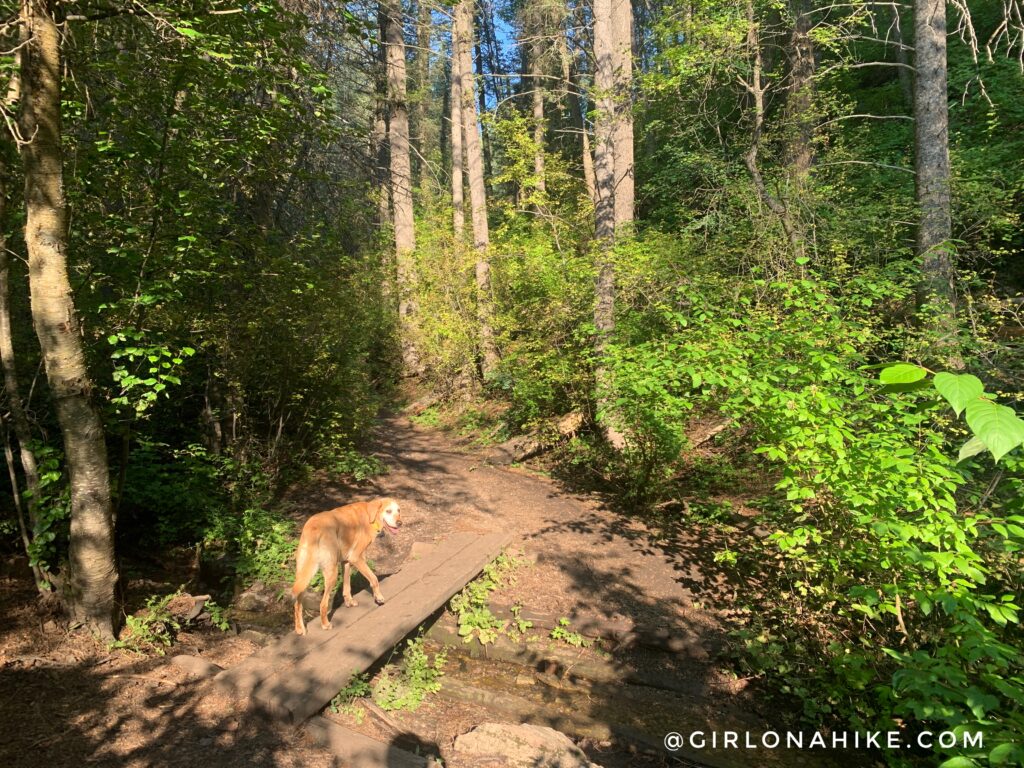 Hiking the Bowman Fork Trail