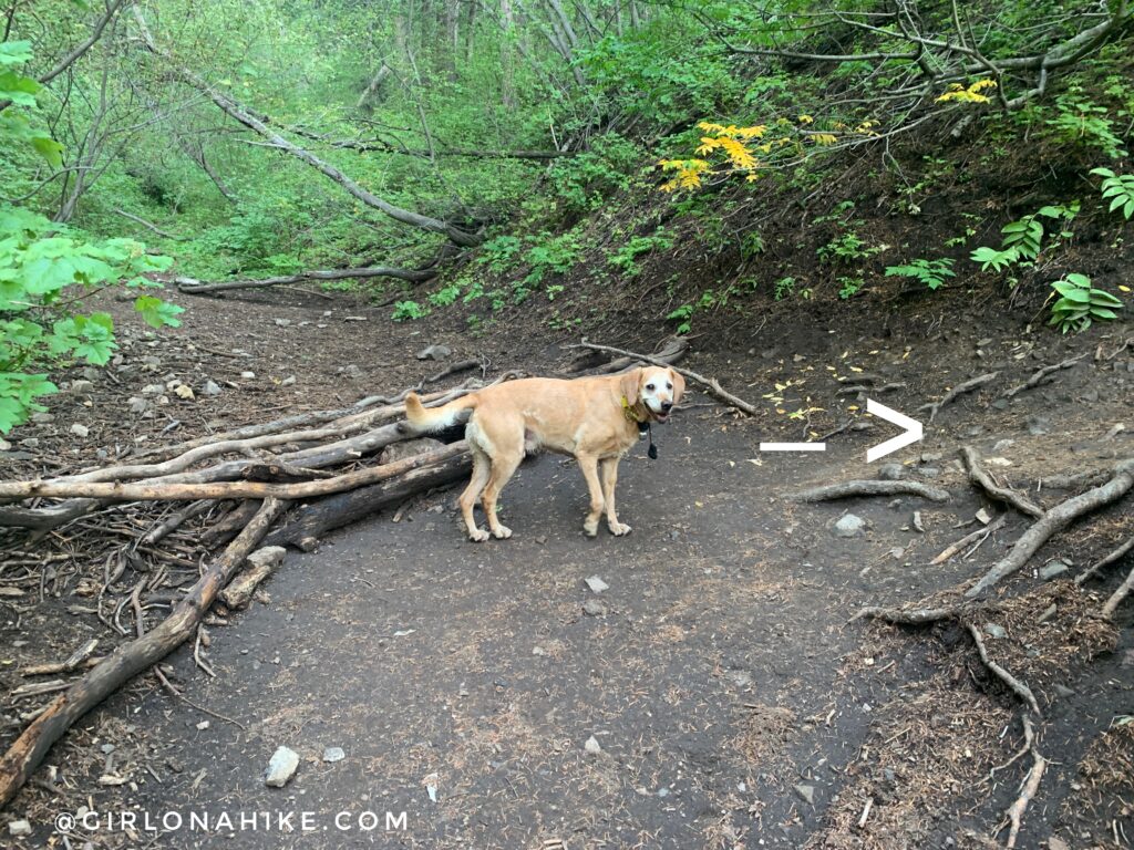 Hiking the Bowman Fork Trail