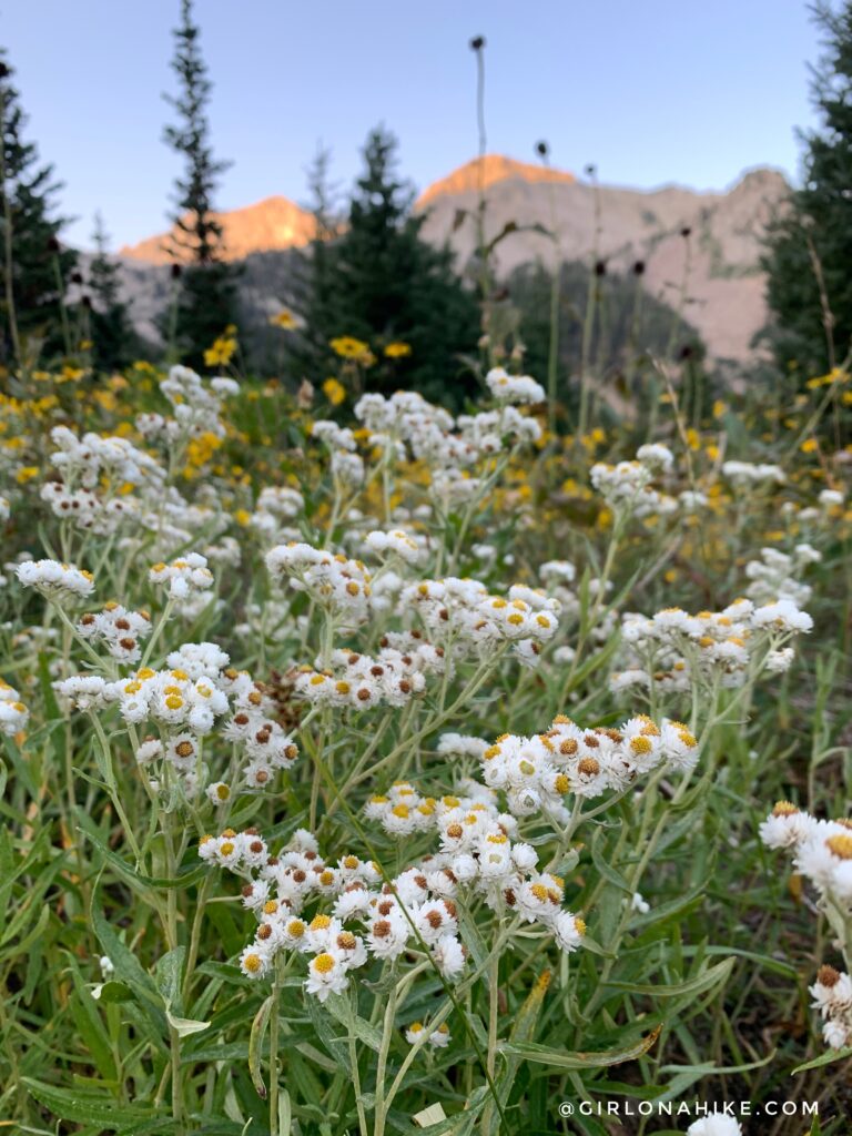 Hiking to White Pine Lake, Little Cottonwood Canyon