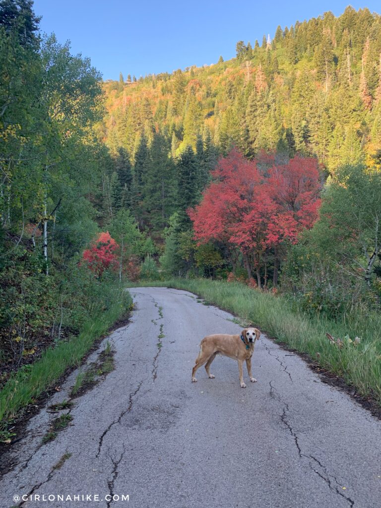 Hiking Toll Canyon, Summit Park