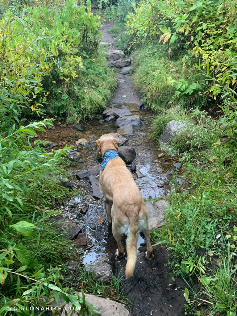 Hiking Toll Canyon, Summit Park