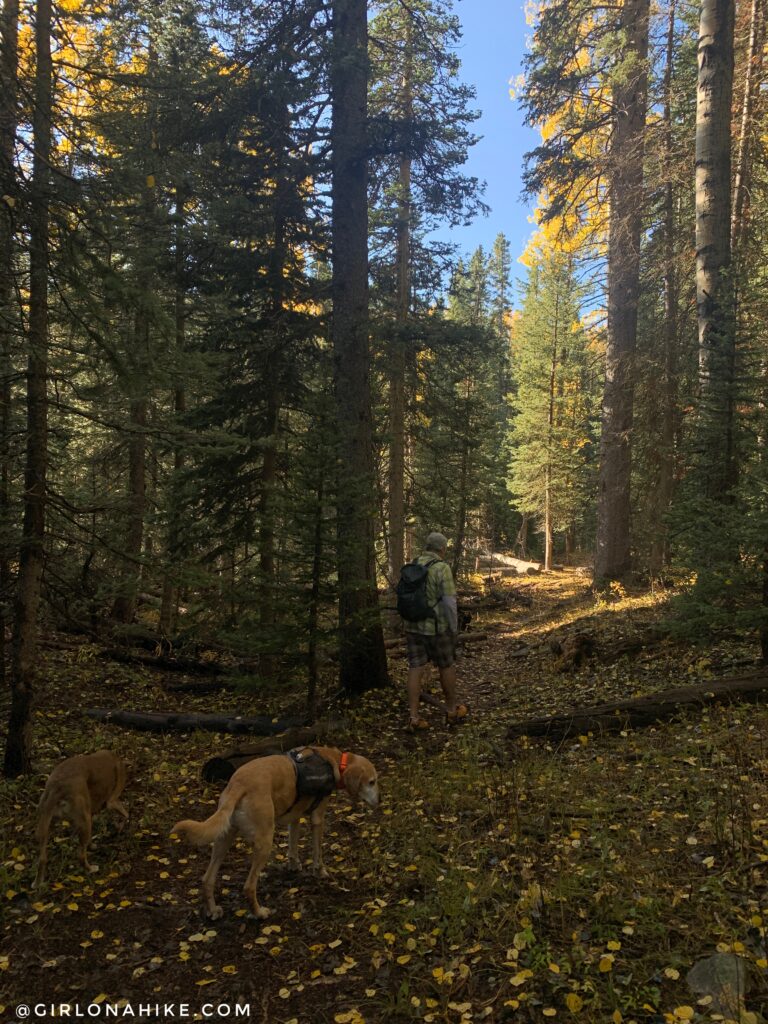 Hiking to South Mountain, LaSal Mountains