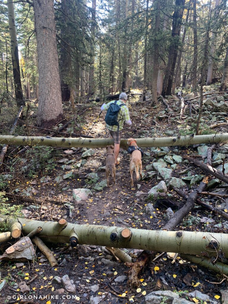 Hiking to South Mountain, LaSal Mountains