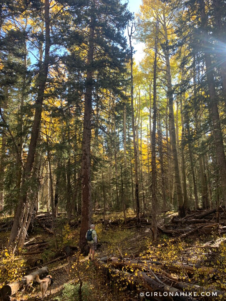 Hiking to South Mountain, LaSal Mountains