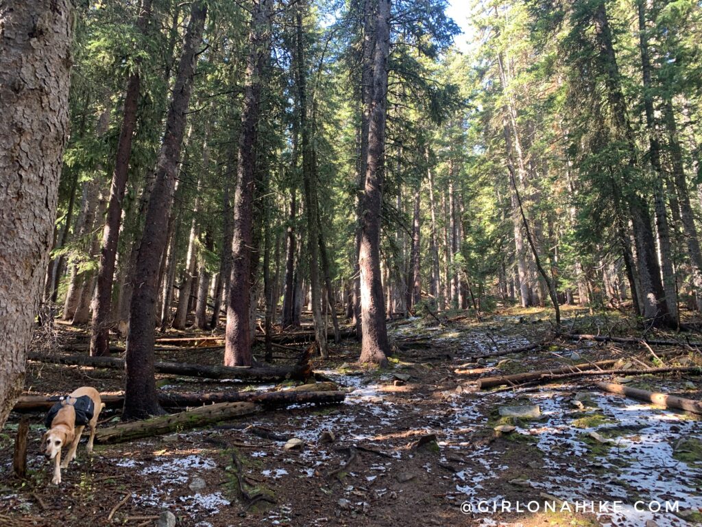 Hiking to South Mountain, LaSal Mountains