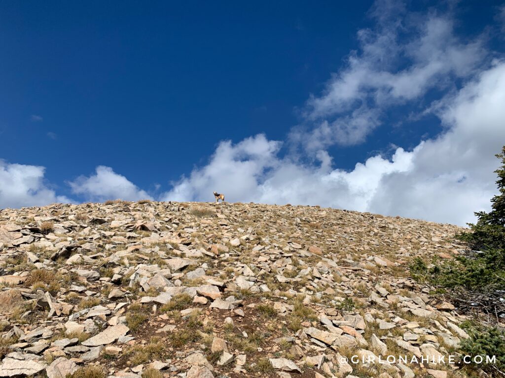 Hiking to South Mountain, LaSal Mountains