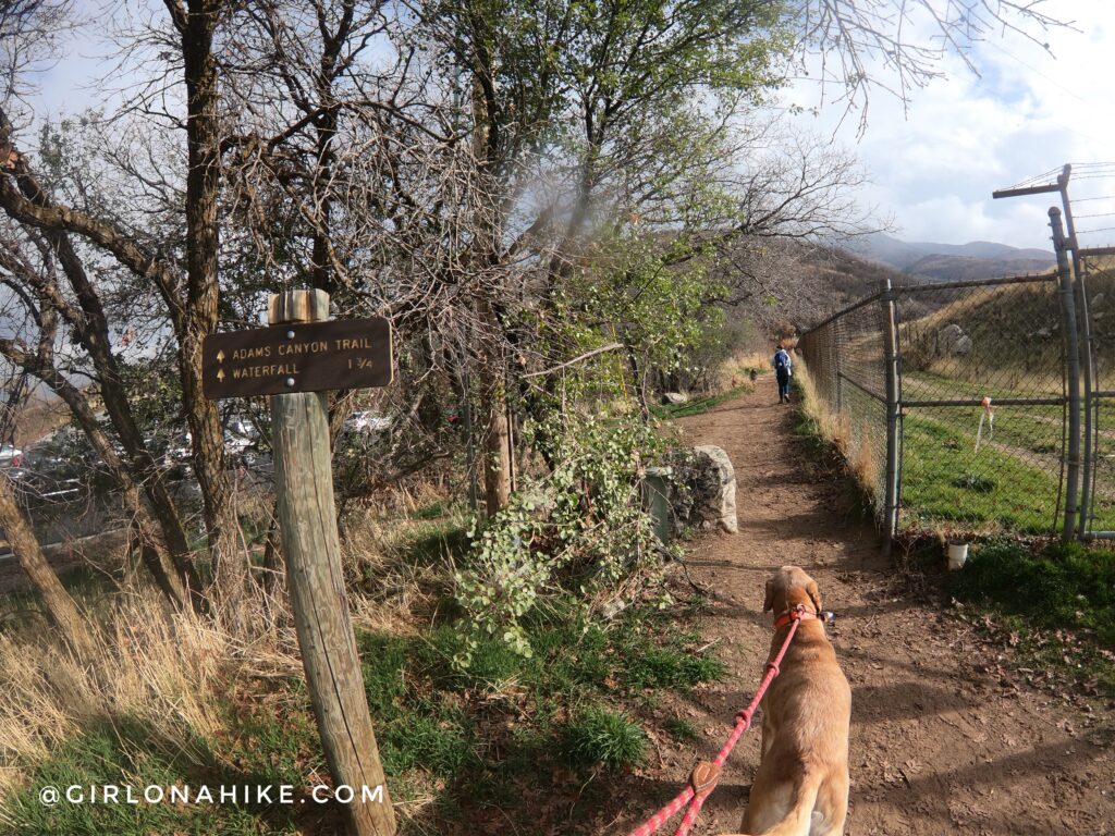 Hiking the Adam's Cabin Trail, Layton, Utah