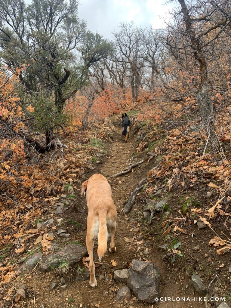 Hiking the Adam's Cabin Trail, Layton, Utah