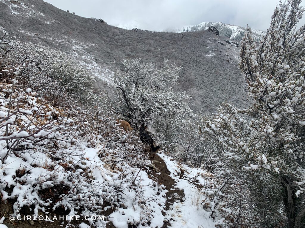 Hiking the Adam's Cabin Trail, Layton, Utah