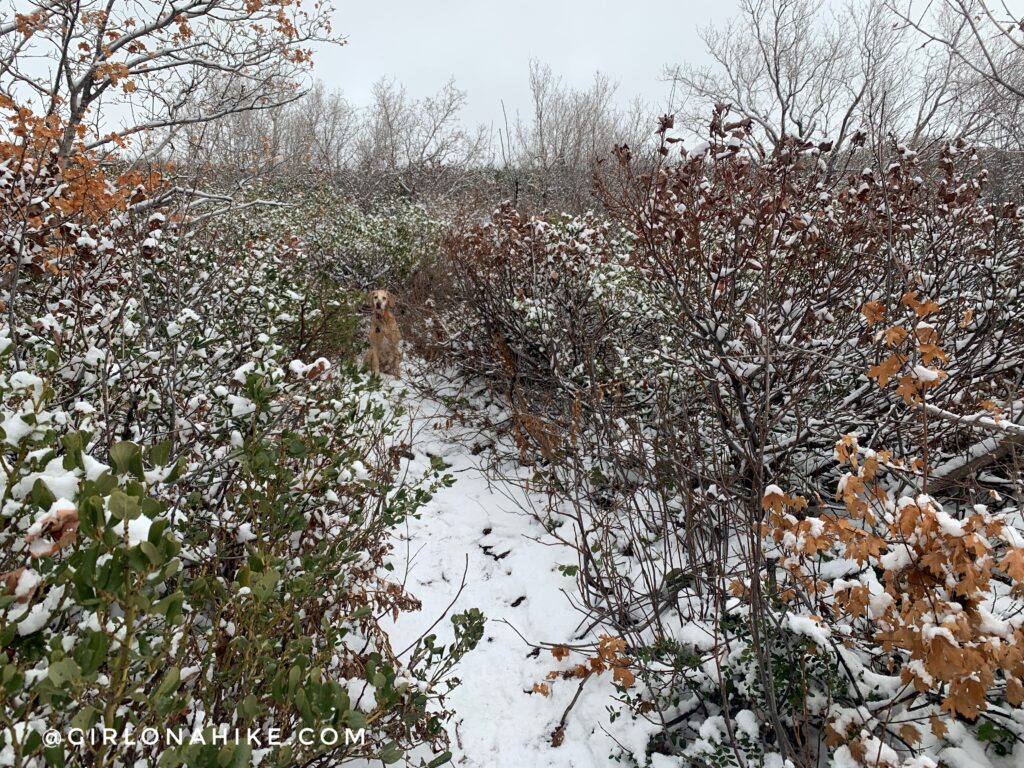 Hiking the Adam's Cabin Trail, Layton, Utah