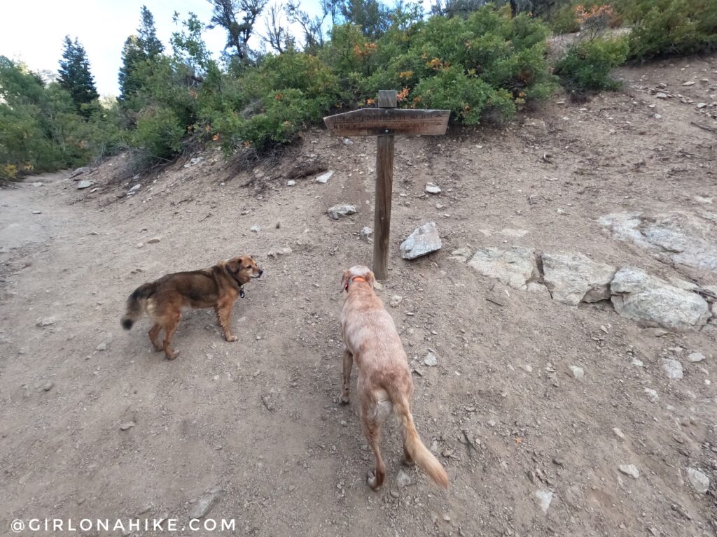 Hiking to Horsetail Falls, Utah